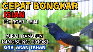 Download lagu KETREKAN FIGHTER  MURAI BATU || Efektif MERANGSANG Murai PASTOL Cepat Bongkar Isian 🔥 !! Auto Gacor mp3 Download lagu KETREKAN FIGHTER  MURAI BATU || Efektif MERANGSANG Murai PASTOL Cepat Bongkar Isian 🔥 !! Auto Gacor mp3