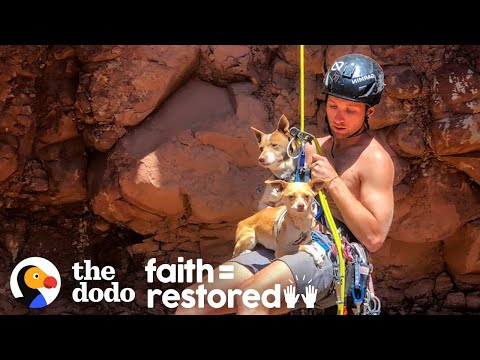 捨てられた犬を救うためにキャニオンに突入するガイ｜ドードー信仰＝復元 (Guy Rappels Into Canyon To Save Abandoned Dogs | The Dodo Faith = Restored)