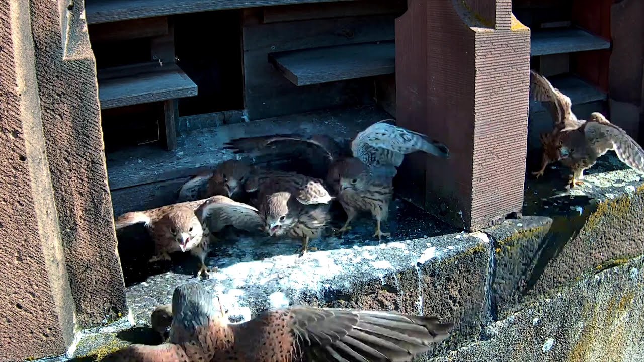 Flugversuche und ein erster Ausflug bei den Turmfalken! | 24.06.2024