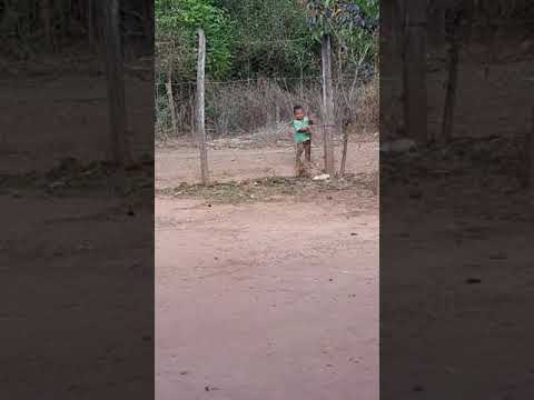 Llanero criollito de pura cepa