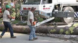 3 Best Tree Services in Houston, TX - Expert Recommendations