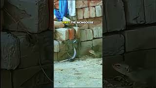 The Two Animals Snakes Fear Most
