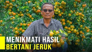 Download lagu Cerita Sukses Petani Jeruk Panen Jeruk Manis 40 ton Perbulan mp3