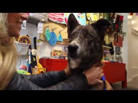 Freedom No Pull Harness Training System