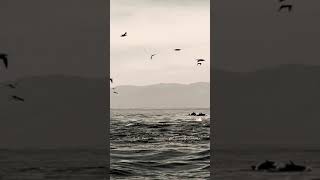 Dolphin Feeding Frenzy In Puerto Vallarta 🇲🇽  #shorts