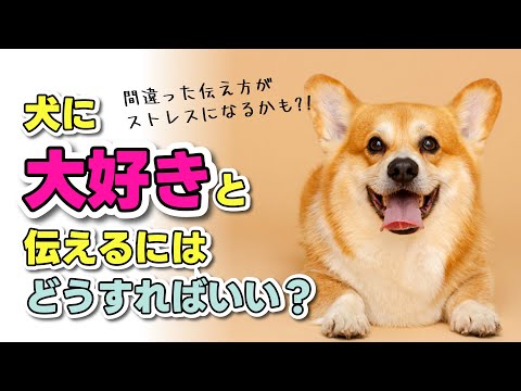 犬に愛していると伝える方法