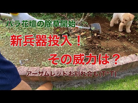バラの根元に雑草対策として何を置くか？  庭園