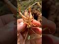 Skills Man Fishing Cricket Insect Using Ants Is So Cool