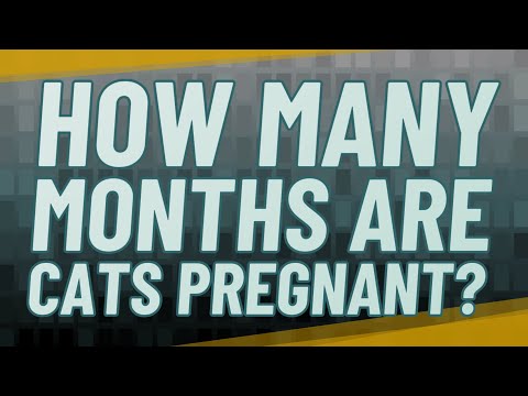 How many months are cats pregnant?