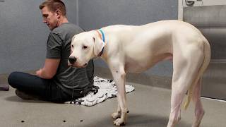 Loyal Dog Waits By Shelter Door for Family to Return, then something Remarkable Happens..
