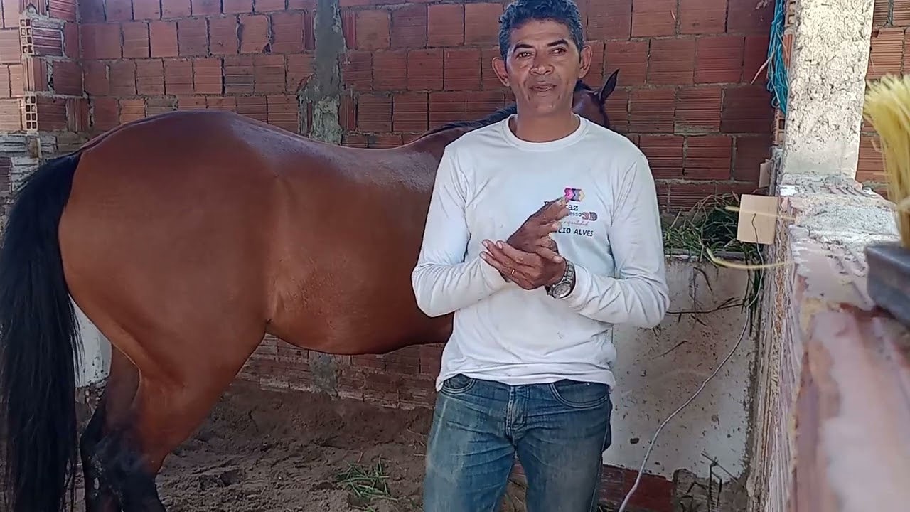 Cuidados com os dentes do cavalo