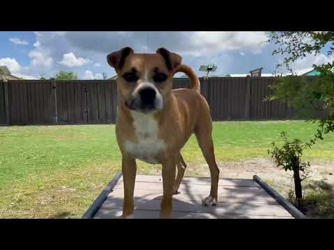 Rocky, an adoptable Boxer Mix in Alexandria, VA_image-1