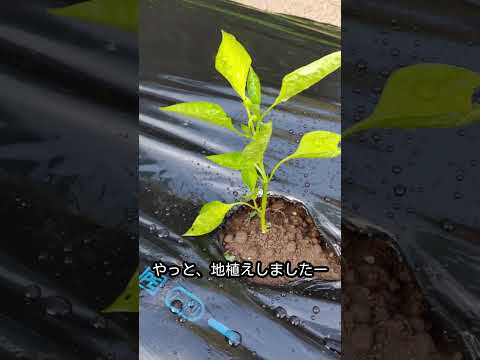 園芸 家庭菜園でピーマンを移植して栽培するにはどうすればよいですか?