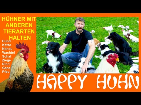 , title : 'E53 Hühner mit anderen Tieren halten: Hunde, Katzen, Nandus, Pfauen, Schafe, Kaninchen - Happy Huhn'