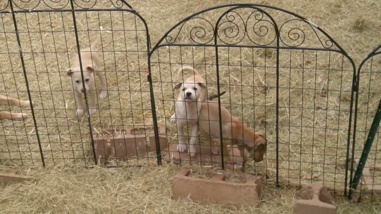 Enlarge Emily, a ADOPTABLE mixed breed in Olympia, WA video 2/2