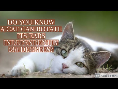 DO YOU KNOW A CAT CAN ROTATE ITS EARS  180 DEGREES INDEPENDENTLY?#shorts#cats#new#catlovers#pet#care