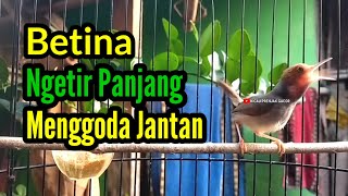 Download lagu PRENJAK BETINA Ngetir Panjang Istimewa Suara jernih Menggoda Prenjak Jantan. mp3
