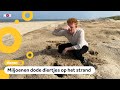 Stranden liggen vol met stinkende mosdiertjes