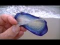 What is this? Strange creature Beach find. Thousands of purple sail velella