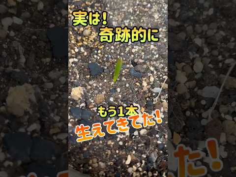 クローブを植える協会 ニンニク果樹園 ニンニクを愛する果樹を植える方法