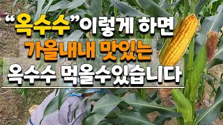 옥수수 이모작 농법?? 이렇게 하면 가을에 맛있고 알찬 옥수수 수확가능 합니다 - 옥수수곁순제거 옥수수추비 …