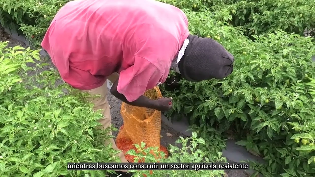 ISA Demonstration Project - Jamaica