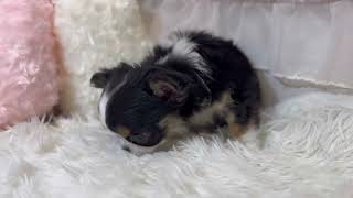 チワワ（ロング）の動画01