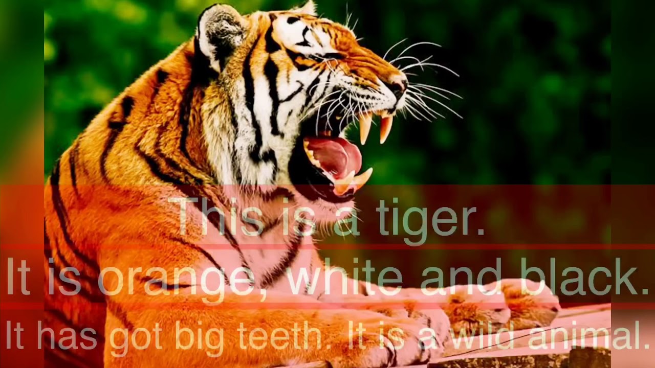 Describing wild animals