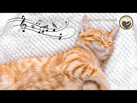 Afspændingsmusik til katte - Beroligende musik med vandlyde