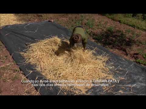 Willakusqaykichik kunan (Quiero decirles algo) - Documental