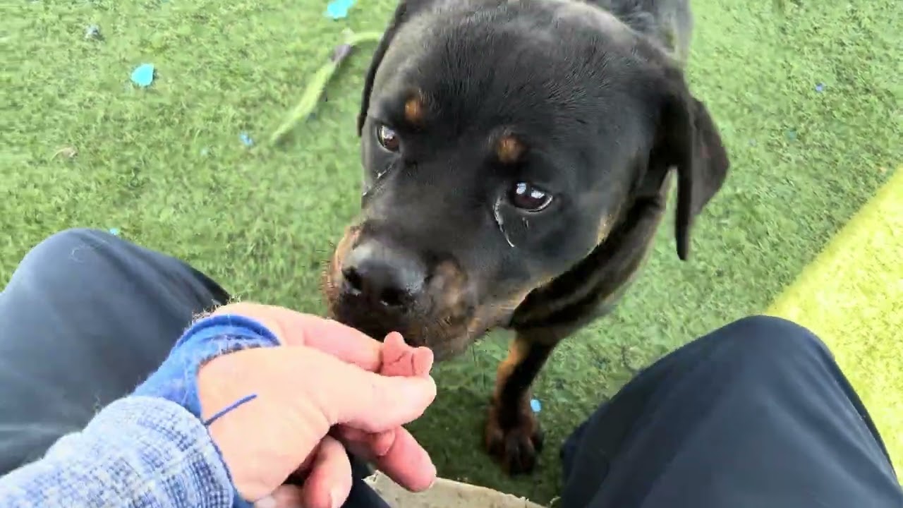 Enlarge MAY (AVAILABLE 06/20/2026) ***ADOPTIONS FEES WAIVED***, a ADOPTABLE Rottweiler in Wasco, CA video 5/5