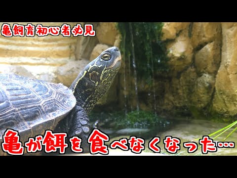 カメは何を食べますか?