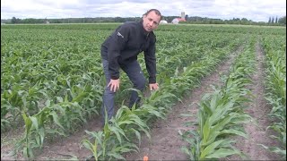 Corn School: Do pre-emerge Herbicides pay in dry years