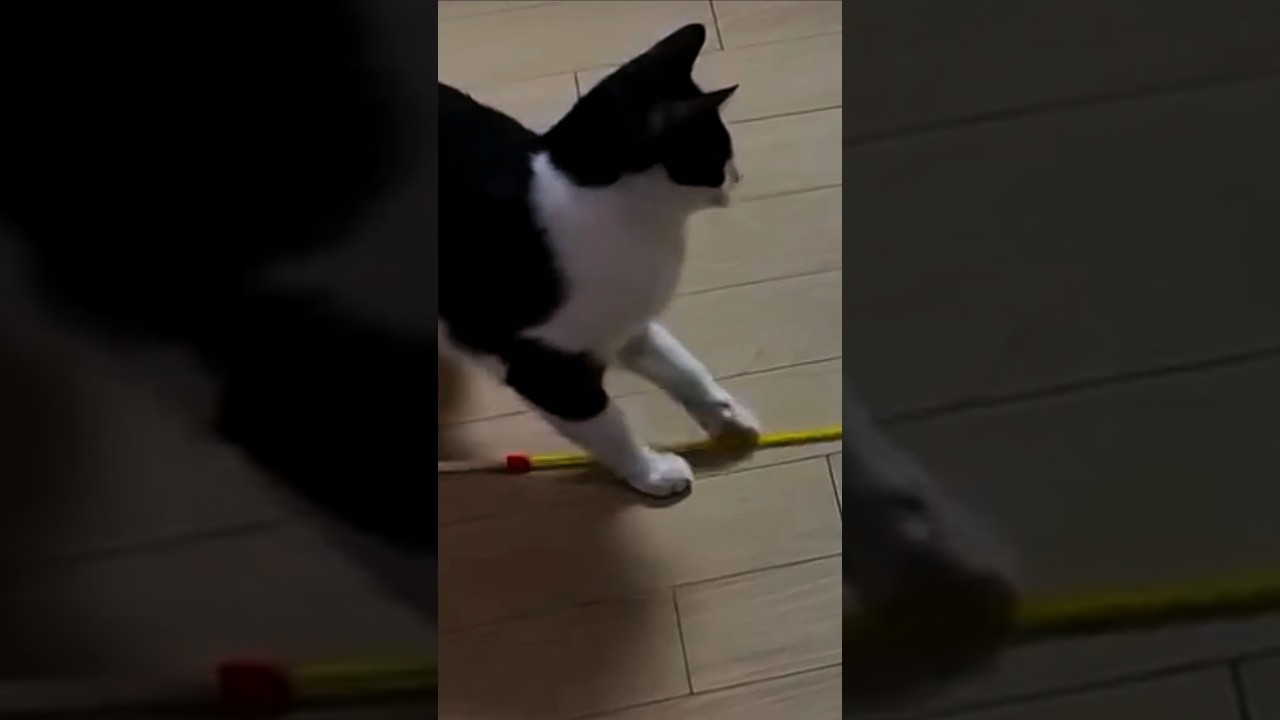 釣り竿を使う天才の猫
