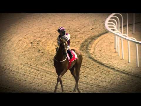 California Chrome Goes For 2016 Dubai World Cup
