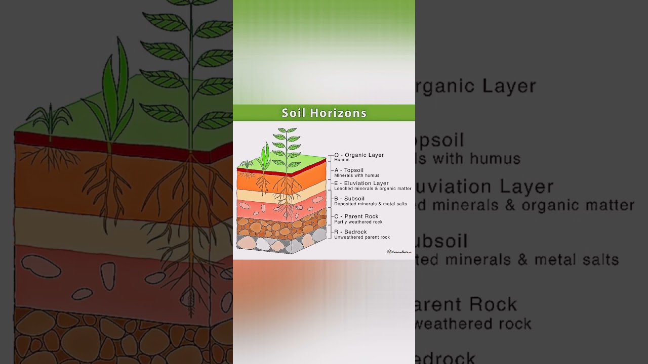 soil profile model