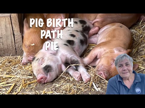 OFF-GRID HOMESTEAD / PIG BIRTH, PATH AND PIE