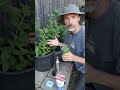 Tip for Using Fresh Mint Leaves