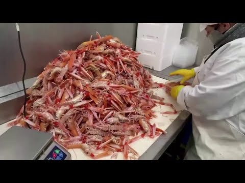 蘇格蘭漁民停止出口，歸咎於Brexit。 (Scottish fishermen halt exports, blame Brexit)