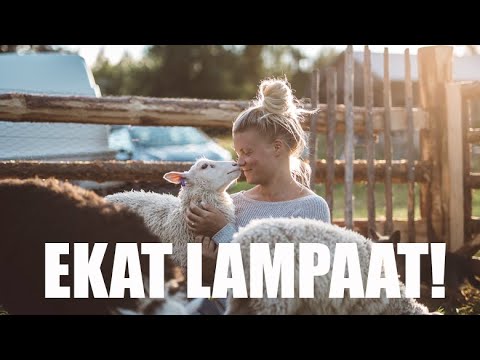 , title : 'Nyt tuli lampaat! | MAATILAVLOGI | FINNISH HOMESTEAD'