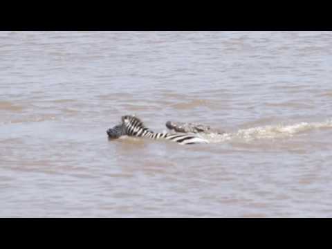 Zebra escapes crocodile