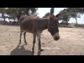 donkeys in rural ethiopia donkeys