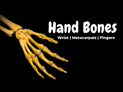 Wrist & Hand Bones (Carpals, Metacarpals & Phalanges) | Anatomy