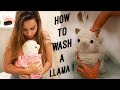 Giving My CRAZY Lil Llama A BATH!!