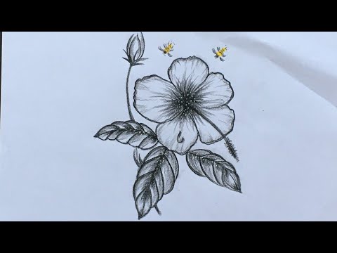 How to draw a Hibiscus Flower 🌺 easy || #pencildrawing #stepbystep @devikadharini