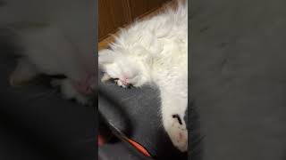 ひっくり返って涼む猫【ノル猫ミロシー】 #shorts