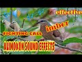 alimokon sound effects||fighting call/imbor white eared-brown dove