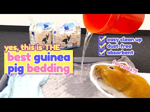YouTube video about: How often do I change my guinea pigs bedding?