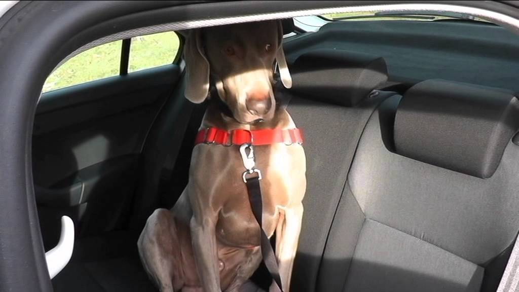 Przewóz zwierząt w samochodzie - jak przewozić