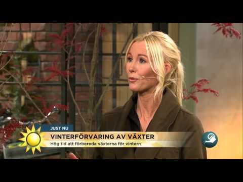 Så överlever dina växter vintern bäst - Nyhetsmorgon (TV4)